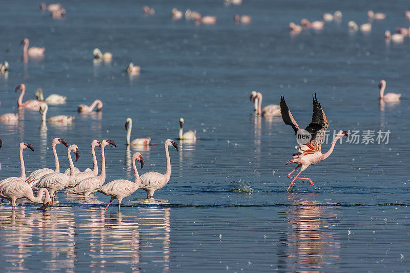 小火烈鸟(Phoenicopterus minor)是一种出现在撒哈拉以南非洲的火烈鸟。纳库鲁湖国家公园，肯尼亚